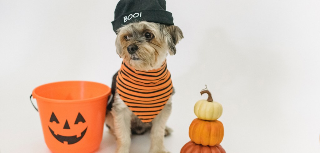 Los 10 Mejores disfraces de Halloween para&nbsp;perros